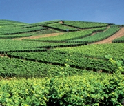 Werkzeuge im Weinbau