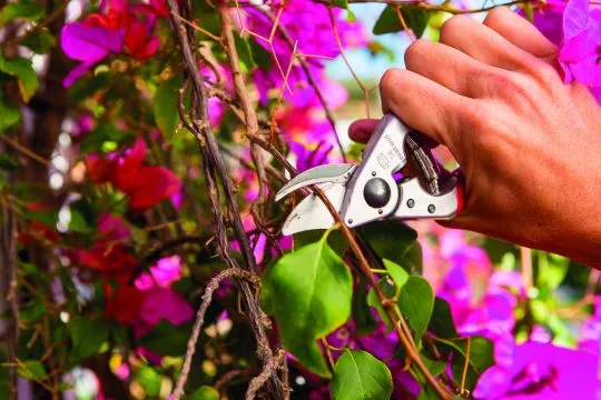 FELCO 14 Kompakt Garten- Rebschere für kleine Hände