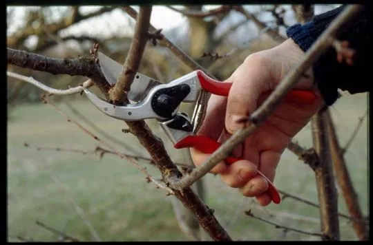 FELCO 2 Der Gartenscheren - Klassiker