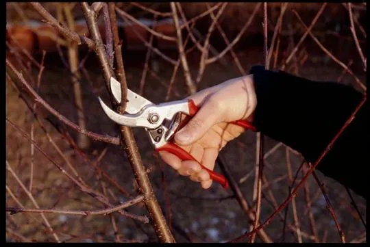 FELCO 4 Gartenschere Basismodell