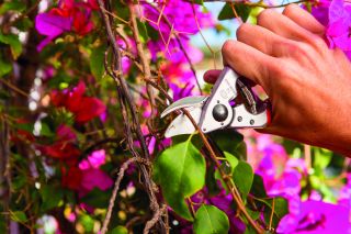 FELCO 14 Kompakt Garten- Rebschere für kleine Hände