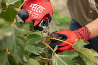FELCO 320 Ernte- & Leseschere mit gebogener Klinge