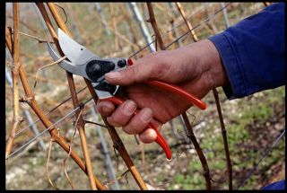 FELCO 11 Gartenschere - Neuer Klassiker